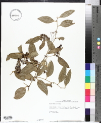 Smilax smallii image