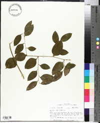 Smilax smallii image