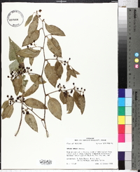 Smilax smallii image