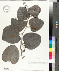 Smilax tamnoides image