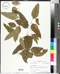 Smilax smallii image