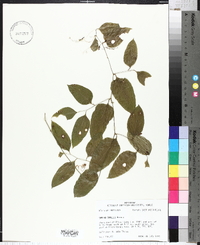 Smilax smallii image