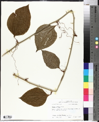 Smilax walteri image