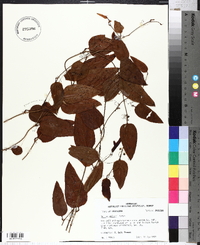 Smilax walteri image