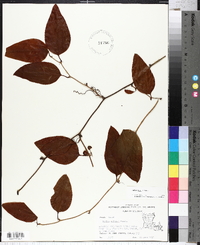 Smilax walteri image