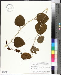 Smilax walteri image