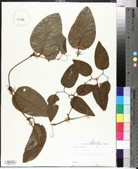 Smilax walteri image