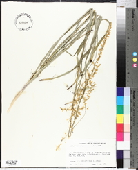 Stenanthium gramineum image