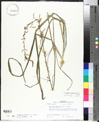 Stenanthium gramineum image