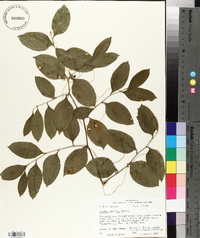 Smilax smallii image