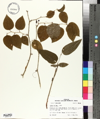 Smilax walteri image