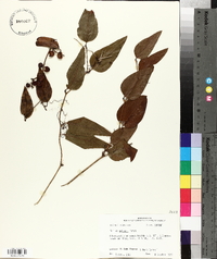 Smilax walteri image