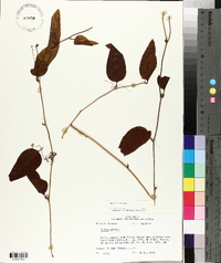 Smilax walteri image