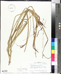 Stenanthium gramineum image