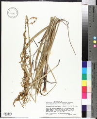 Stenanthium gramineum image