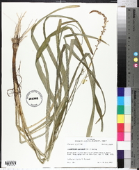 Stenanthium gramineum image