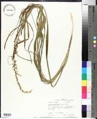 Stenanthium gramineum image