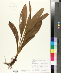 Veratrum woodii image