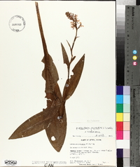 Platanthera psycodes image