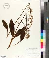 Platanthera bifolia image
