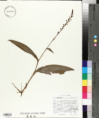 Platanthera flava image