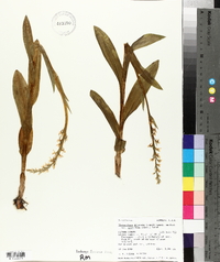 Platanthera dilatata var. albiflora image