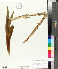 Platanthera dilatata image