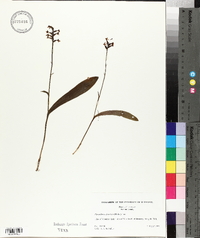 Platanthera clavellata image