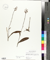 Platanthera clavellata image