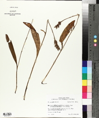 Platanthera clavellata image