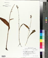 Platanthera clavellata image