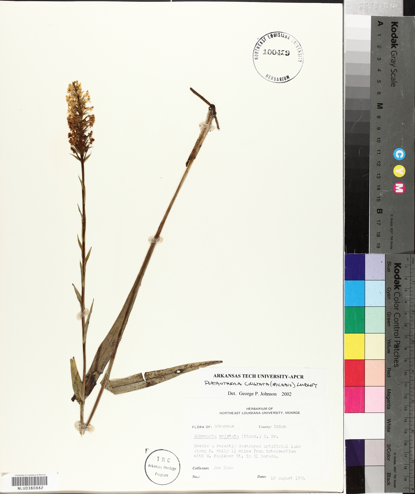 Platanthera cristata image