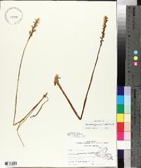 Spiranthes praecox image