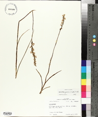 Spiranthes praecox image