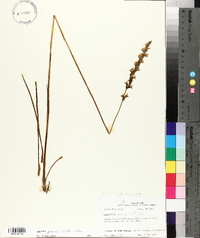 Spiranthes praecox image