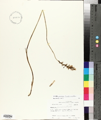 Spiranthes praecox image