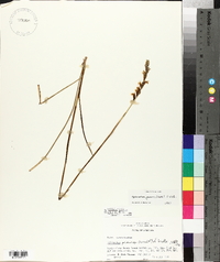 Spiranthes praecox image