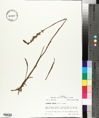 Spiranthes praecox image