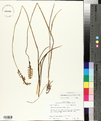 Spiranthes praecox image