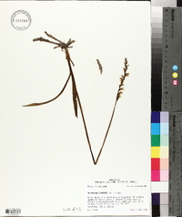 Spiranthes praecox image