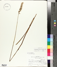 Spiranthes praecox image