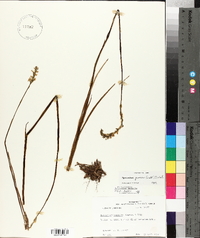 Spiranthes praecox image