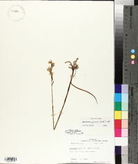 Spiranthes praecox image