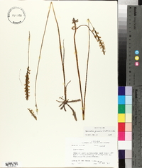 Spiranthes praecox image