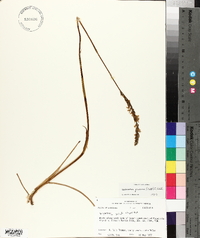 Spiranthes praecox image