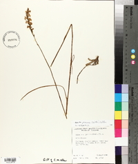 Spiranthes praecox image