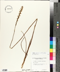 Spiranthes praecox image