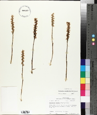 Spiranthes magnicamporum image