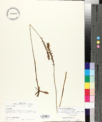 Spiranthes lacera image