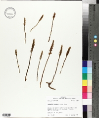 Spiranthes cernua image